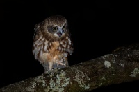 Sovka bubuk - Ninox boobook - Southern Boobook 5955